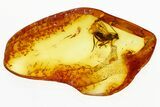 Detailed Fossil Parasitoid Wasp (Braconidae) In Baltic Amber #292498-1